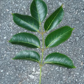 Hoja pinnada de palo mulato extendida sobre el asfalto para fotografiarla.