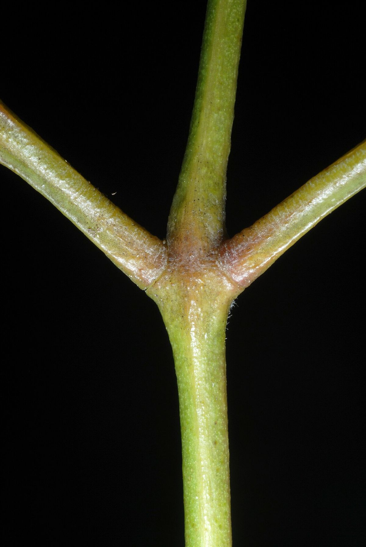 Nudo de una ramilla verde de palo mulato fotografiado sobre fondo negro.