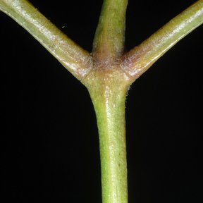 Nudo de una ramilla verde de palo mulato fotografiado sobre fondo negro.