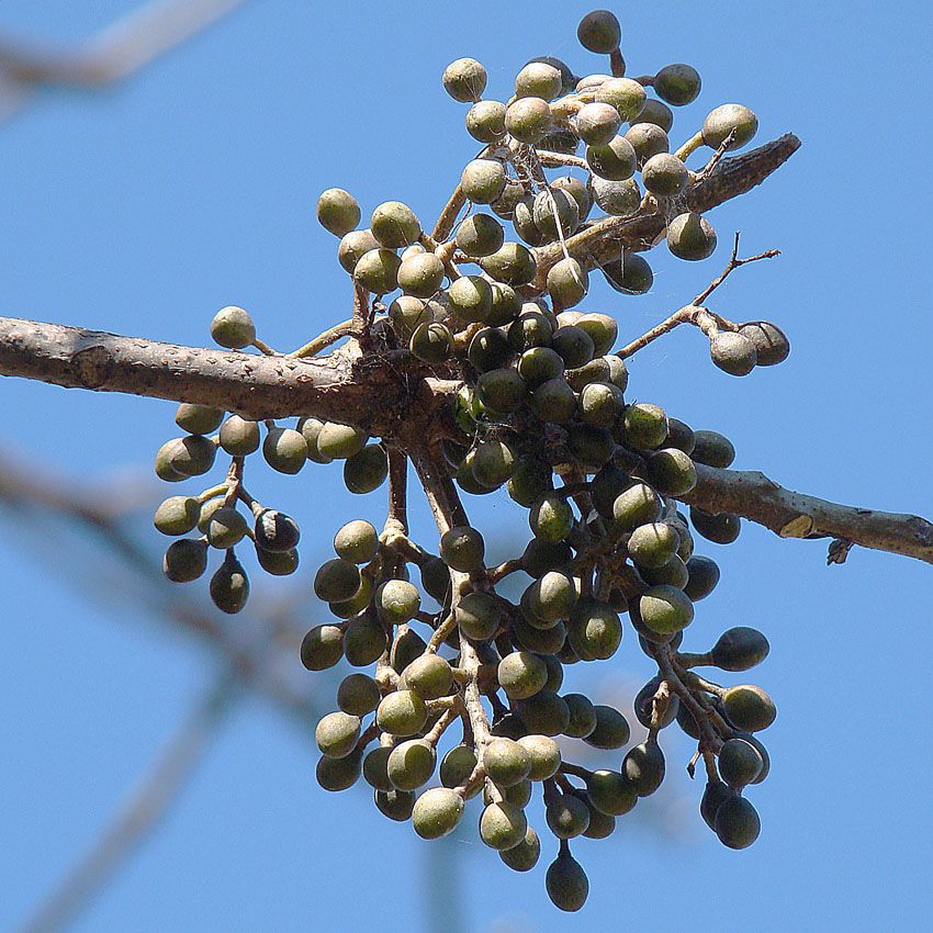 Racimo de frutos verdes de palo mulato colgando contra un cielo azul.