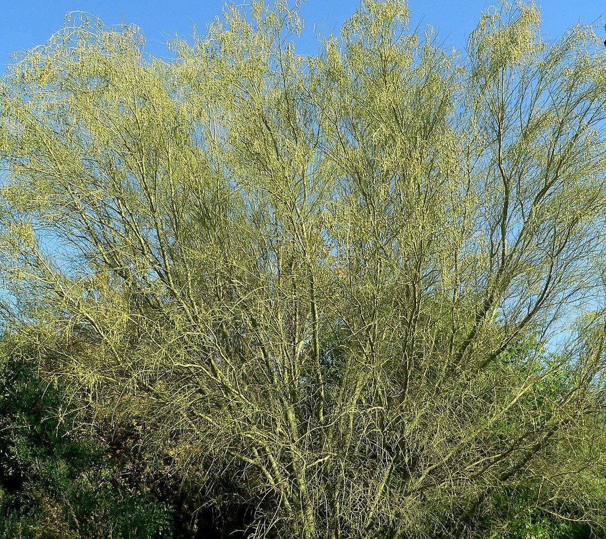 Copa de palo brea cubierta de ramillas verde amarillentas contra un cielo azul.