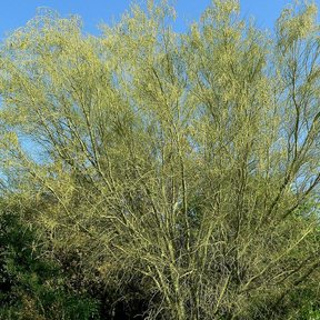Copa de palo brea cubierta de ramillas verde amarillentas contra un cielo azul.