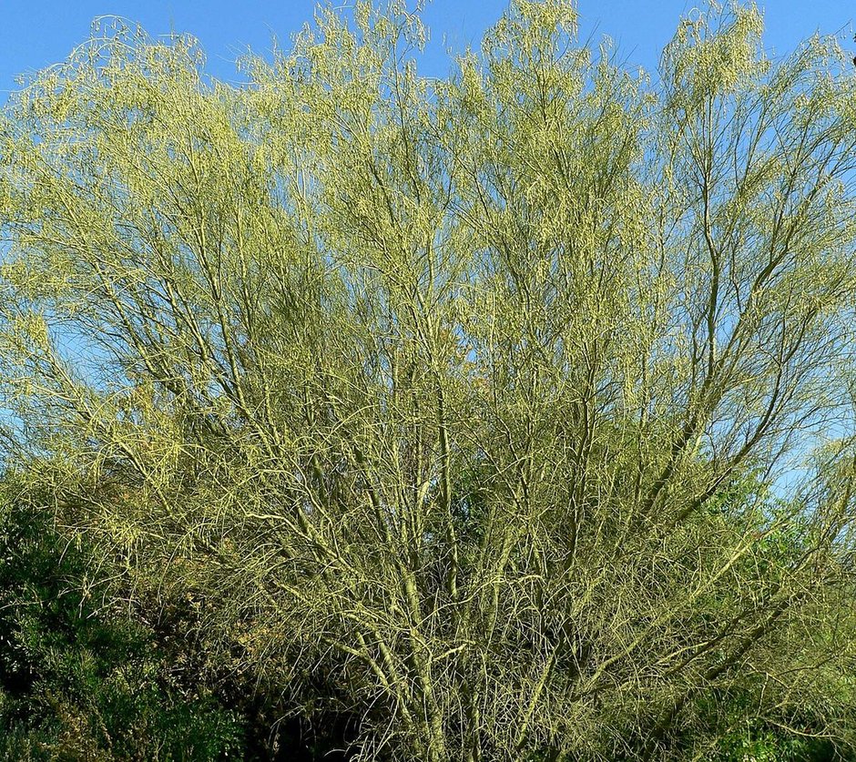 Copa de palo brea cubierta de ramillas verde amarillentas contra un cielo azul.