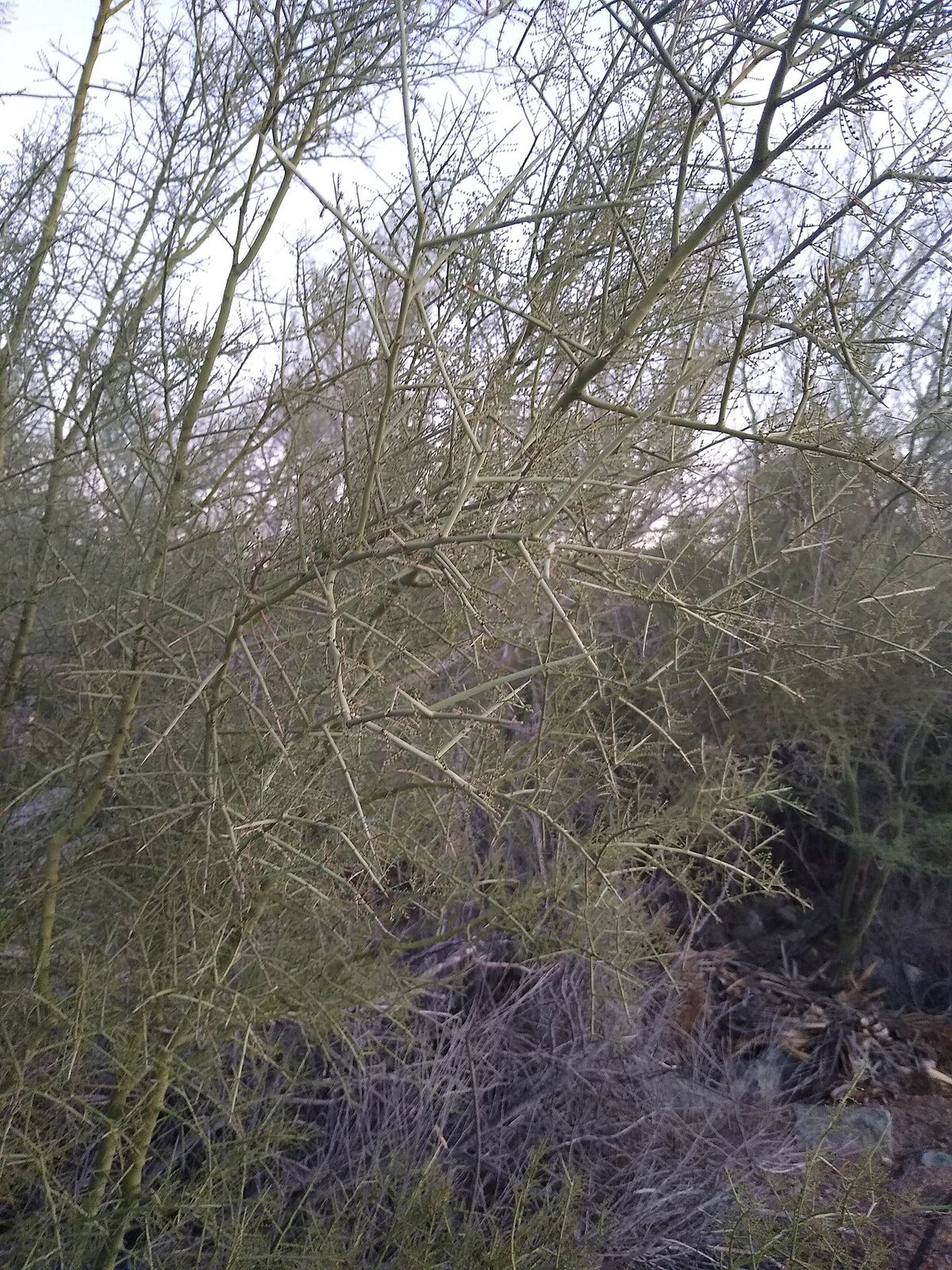 Ramaje enmarañado y sin hojas de palo brea en un día nublado del desierto.