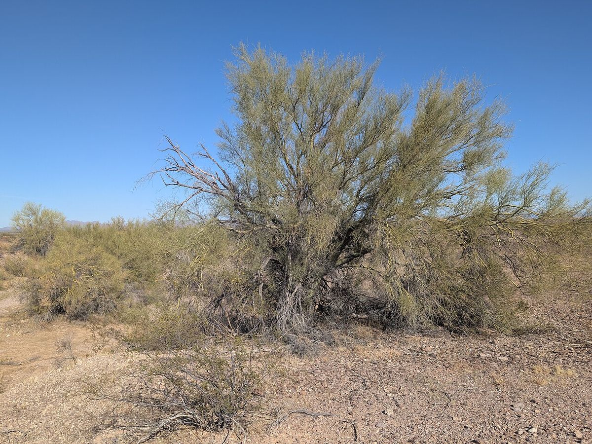 Palo brea de copa redondeada creciendo solo en un llano de grava del desierto.