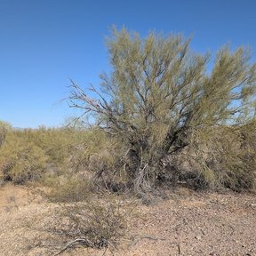 Palo brea de copa redondeada creciendo solo en un llano de grava del desierto.