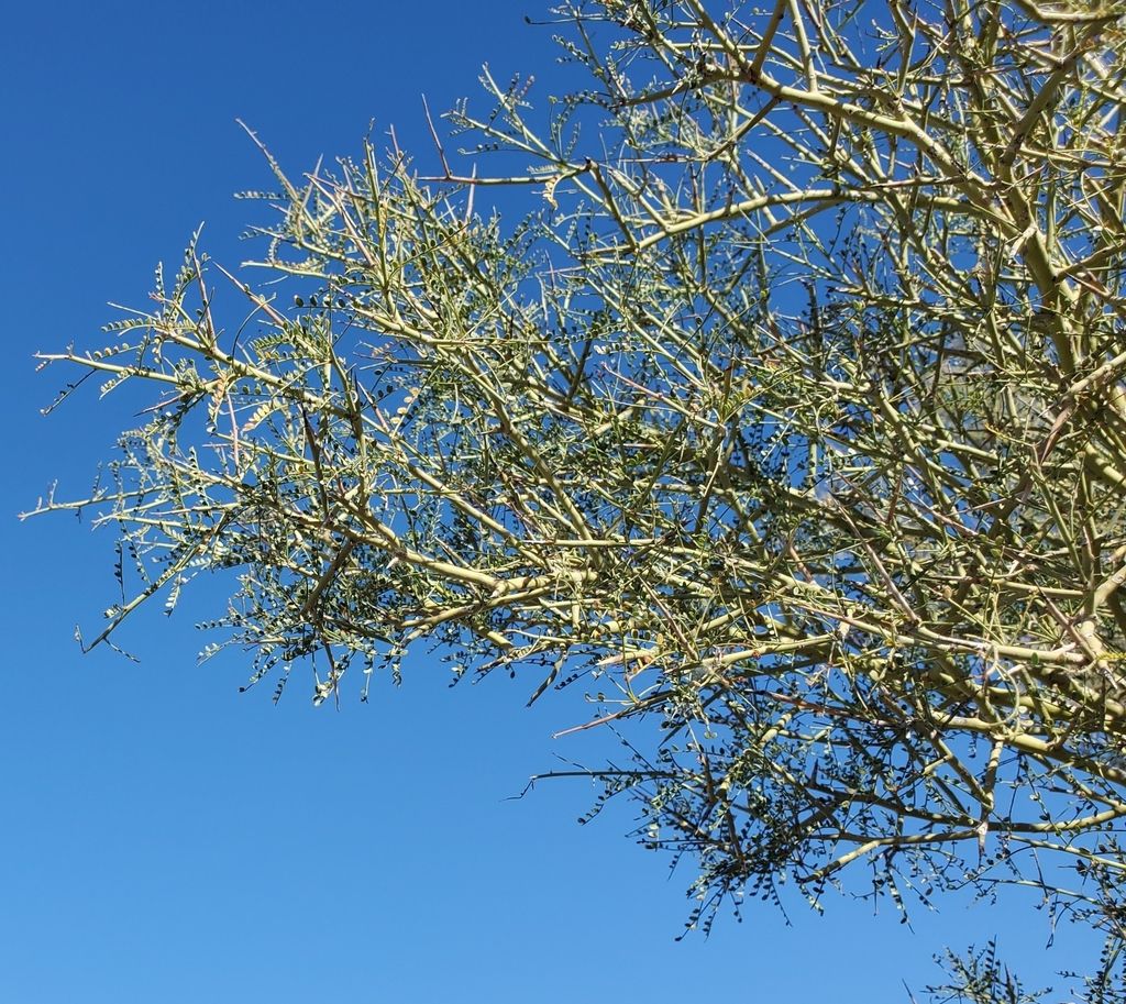 Ramas de palo brea vistas desde abajo, con las ramillas espinosas contra el cielo.