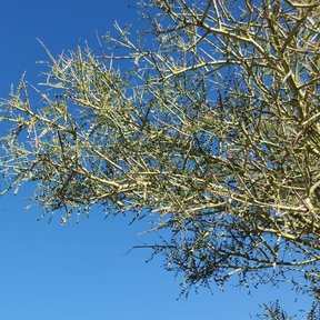 Ramas de palo brea vistas desde abajo, con las ramillas espinosas contra el cielo.