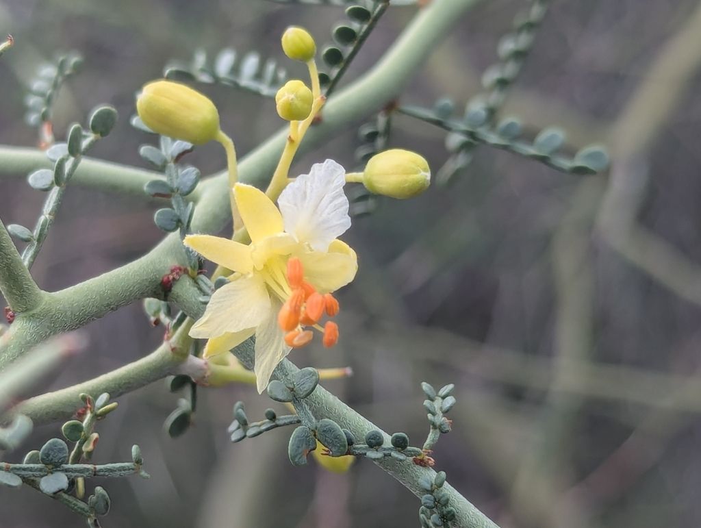 Flor de palo brea con cuatro pétalos color crema y un estandarte manchado de naranja.