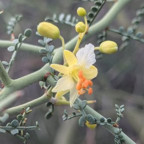 Flor de palo brea con cuatro pétalos color crema y un estandarte manchado de naranja.