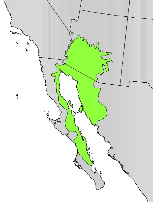 Mapa del noroeste de México con el área de distribución del palo brea en verde.