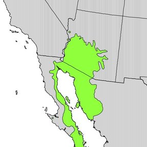 Mapa del noroeste de México con el área de distribución del palo brea en verde.