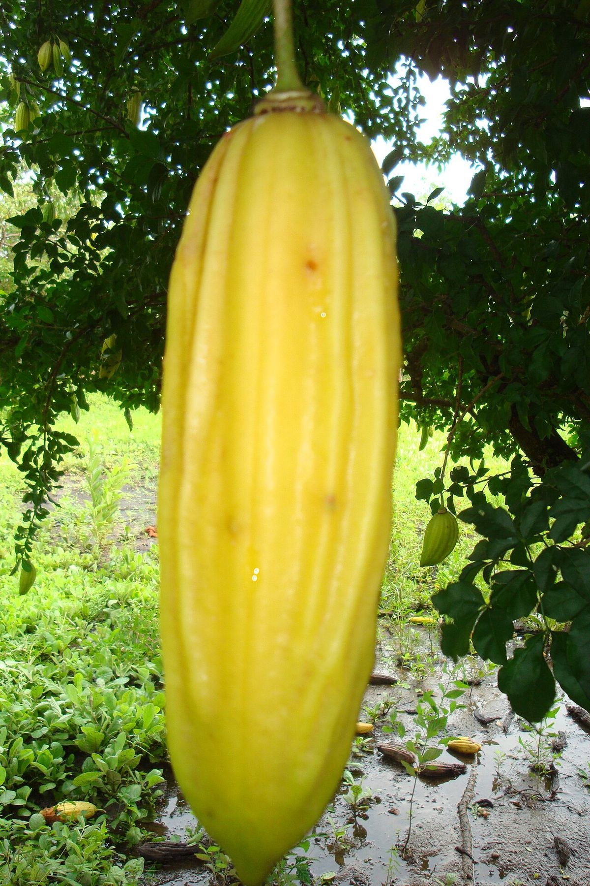Fruto amarillo y acanalado de cuajilote colgando de la rama sobre el pasto.