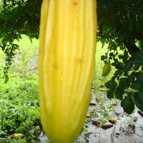 Fruto amarillo y acanalado de cuajilote colgando de la rama sobre el pasto.