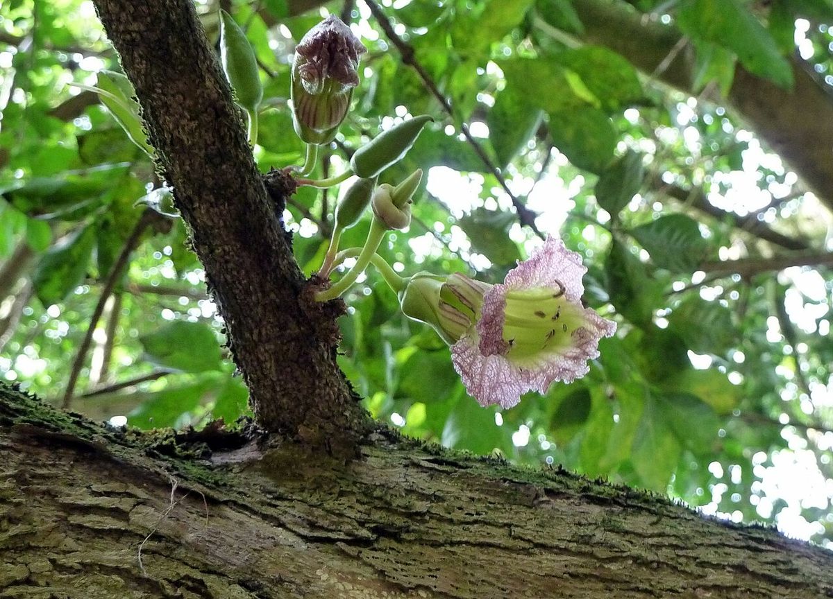 Flores de cuajilote brotando directamente del tronco, rosadas y acampanadas.