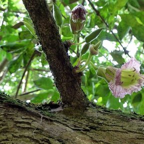 Flores de cuajilote brotando directamente del tronco, rosadas y acampanadas.