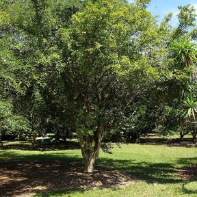 Cuajilote entero de copa ancha y tronco corto en el pasto de un jardín.