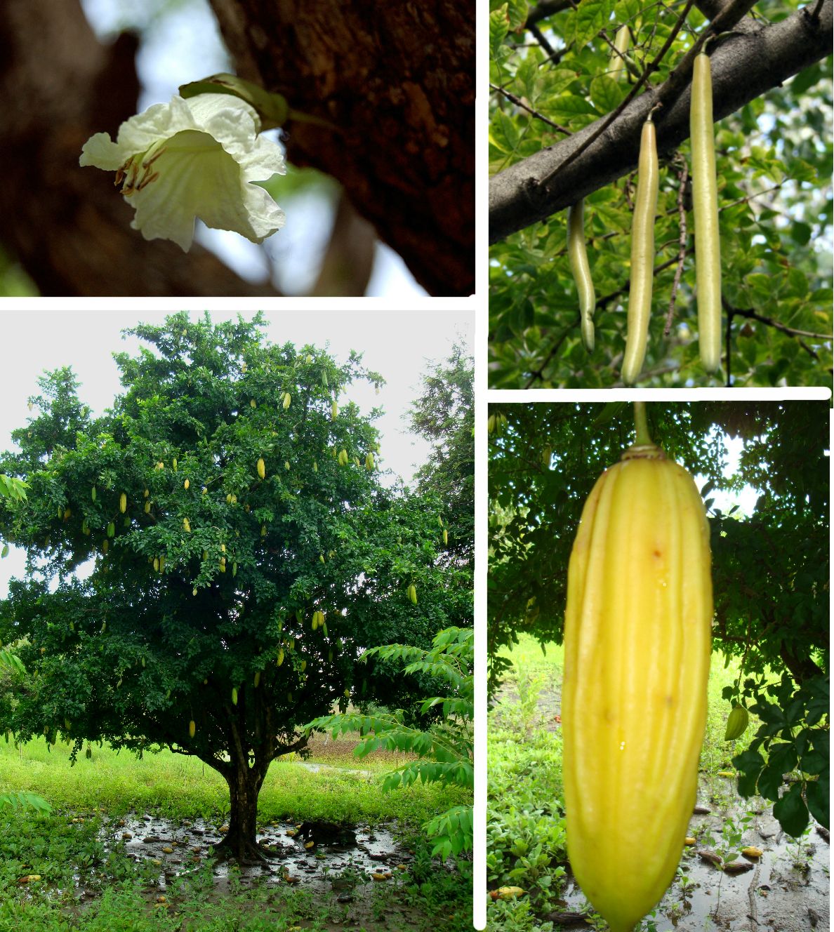 Composición de cuatro fotografías con la flor, el fruto y el árbol de cuajilote.