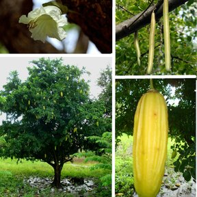 Composición de cuatro fotografías con la flor, el fruto y el árbol de cuajilote.