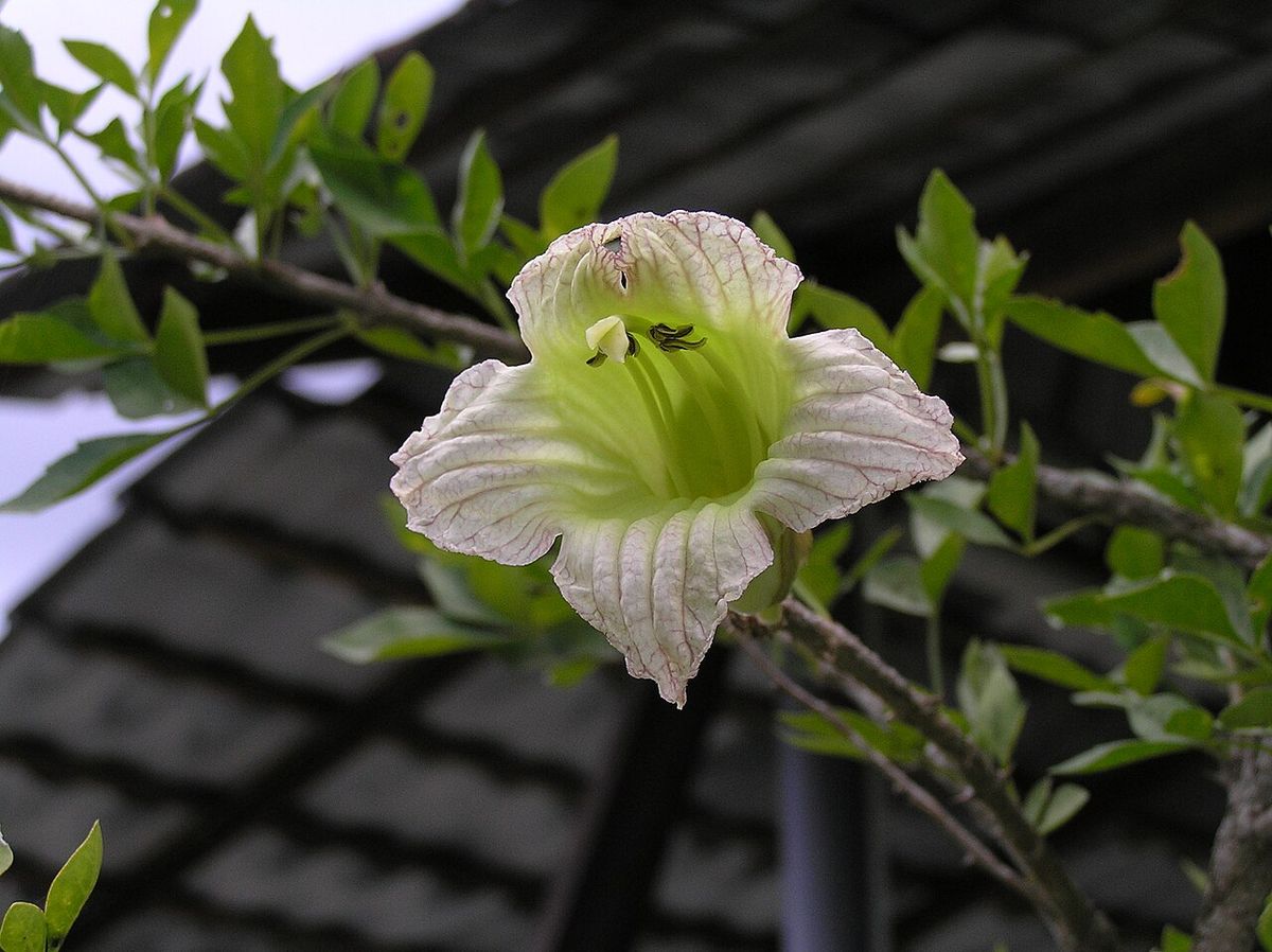 Flor de cuajilote abierta sobre una rama, con los pétalos veteados de morado.