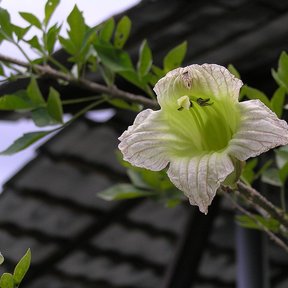 Flor de cuajilote abierta sobre una rama, con los pétalos veteados de morado.