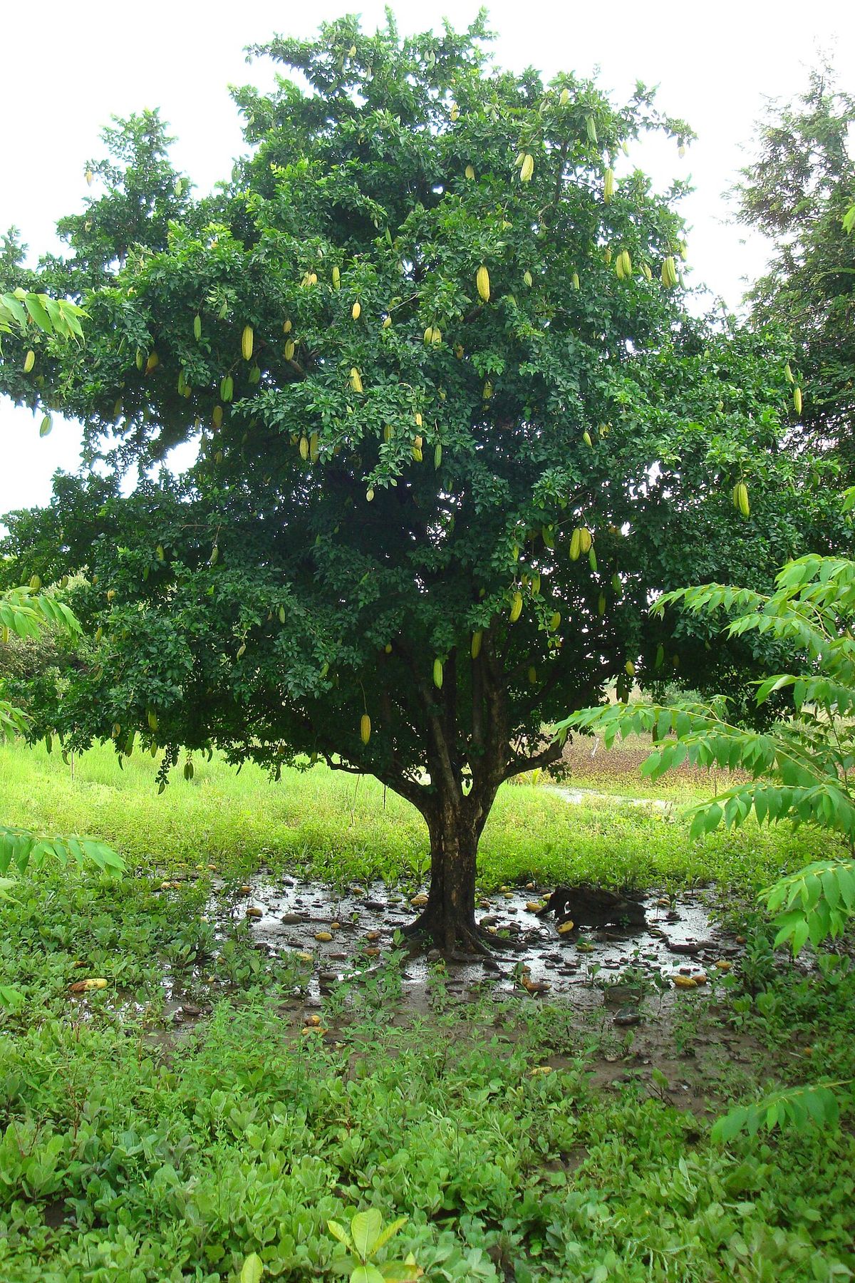 Cuajilote cargado de frutos amarillos colgando bajo la copa, en un potrero.