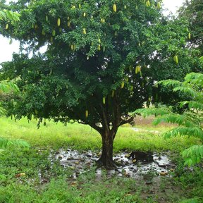 Cuajilote cargado de frutos amarillos colgando bajo la copa, en un potrero.