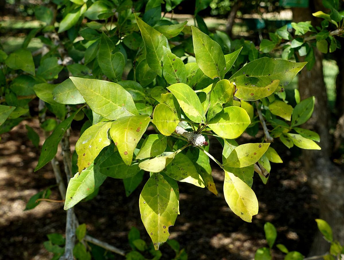 Hojas trifoliadas de cuajilote agrupadas en la punta de las ramas.