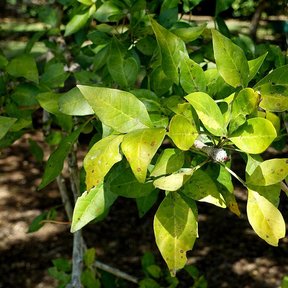 Hojas trifoliadas de cuajilote agrupadas en la punta de las ramas.