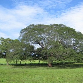 Parota enorme de copa ancha y extendida sola en un potrero verde.