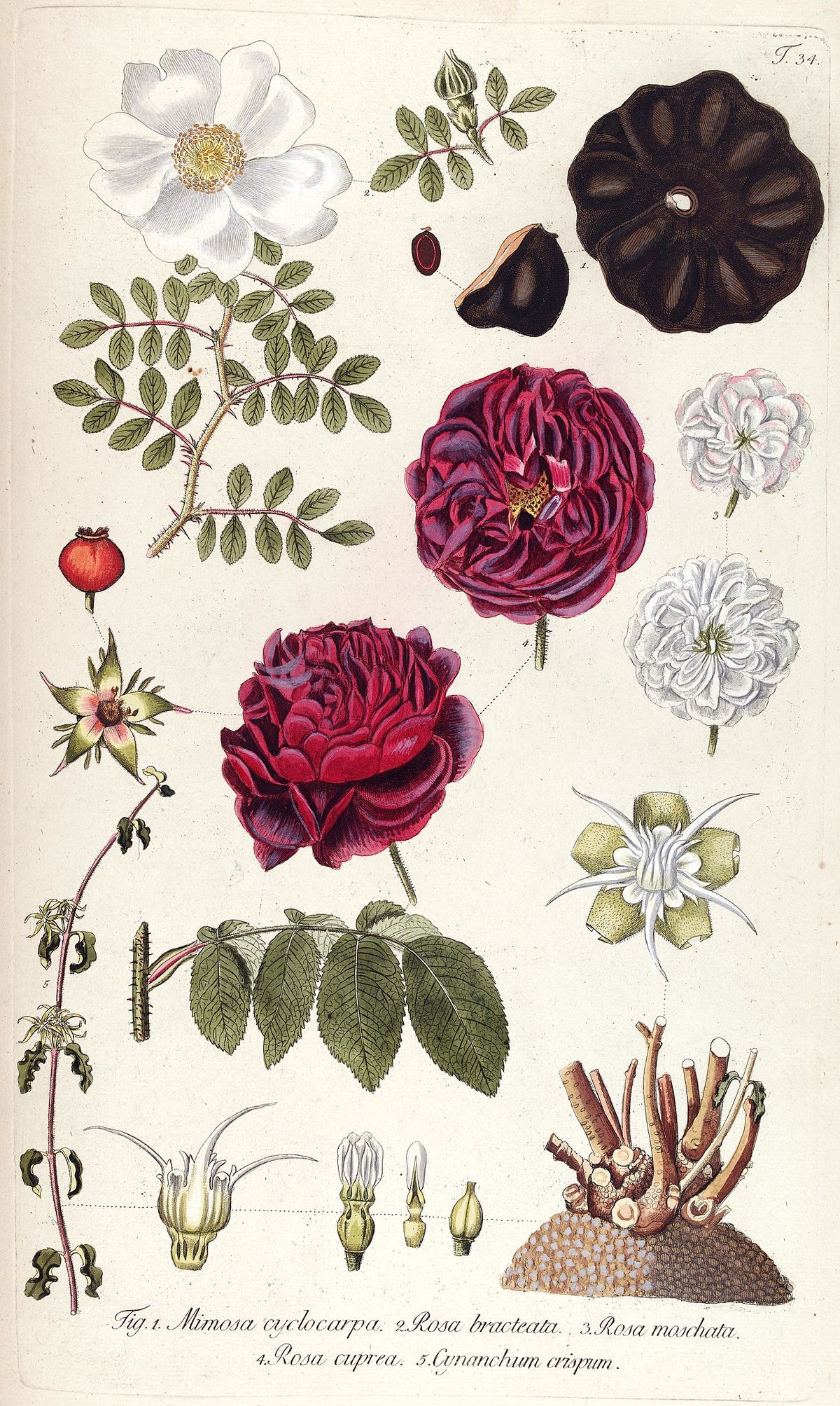 Lámina botánica antigua con rosas y otras flores, ajena a la especie.