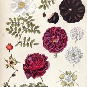 Lámina botánica antigua con rosas y otras flores, ajena a la especie.