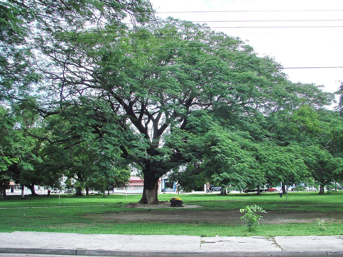 Parota de ramas extendidas al borde de una calle, con una banca al pie.