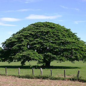 Parota de copa en cúpula recortada contra el cielo, en un potrero cercado.