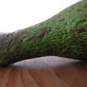 Un chinine entero de piel verde y morada apoyado sobre una mesa.
