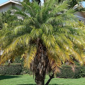Palma robelina de estípite corto y frondas arqueadas sobre el pasto de un jardín.