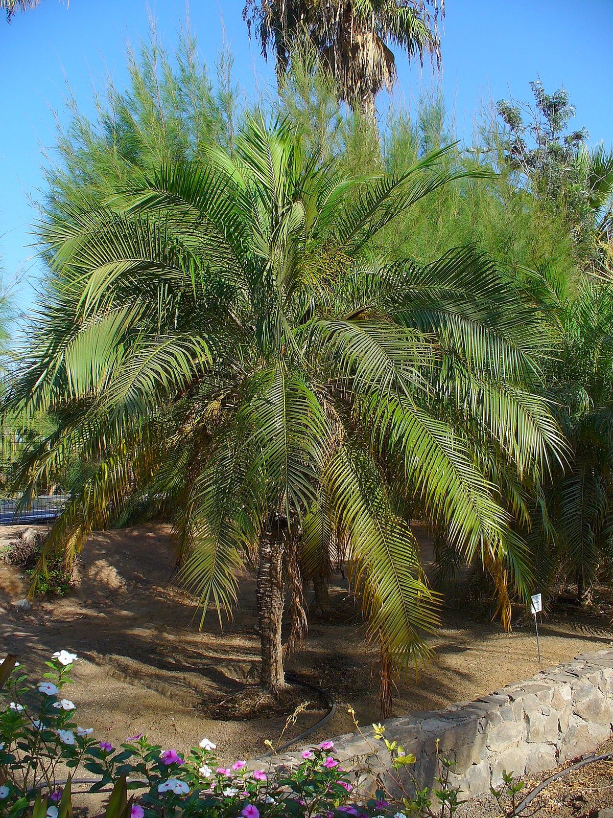 Palma robelina de corona densa en un jardín, con flores al pie.