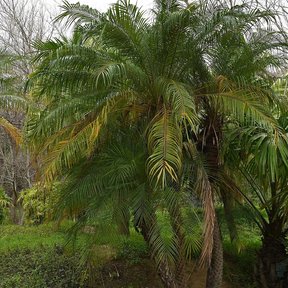 Palma robelina creciendo entre la vegetación de una ladera con piedras.