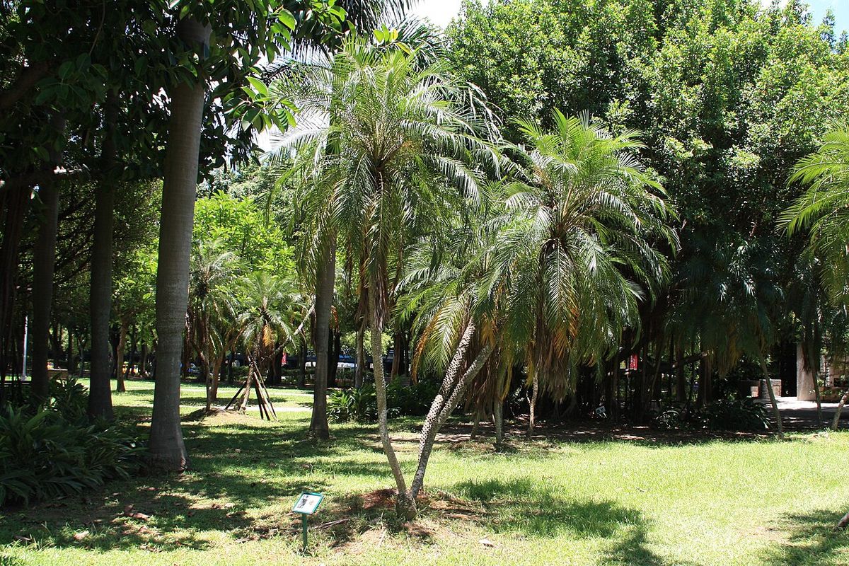 Palmas robelinas repartidas sobre el pasto de un parque arbolado.