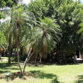 Palmas robelinas repartidas sobre el pasto de un parque arbolado.