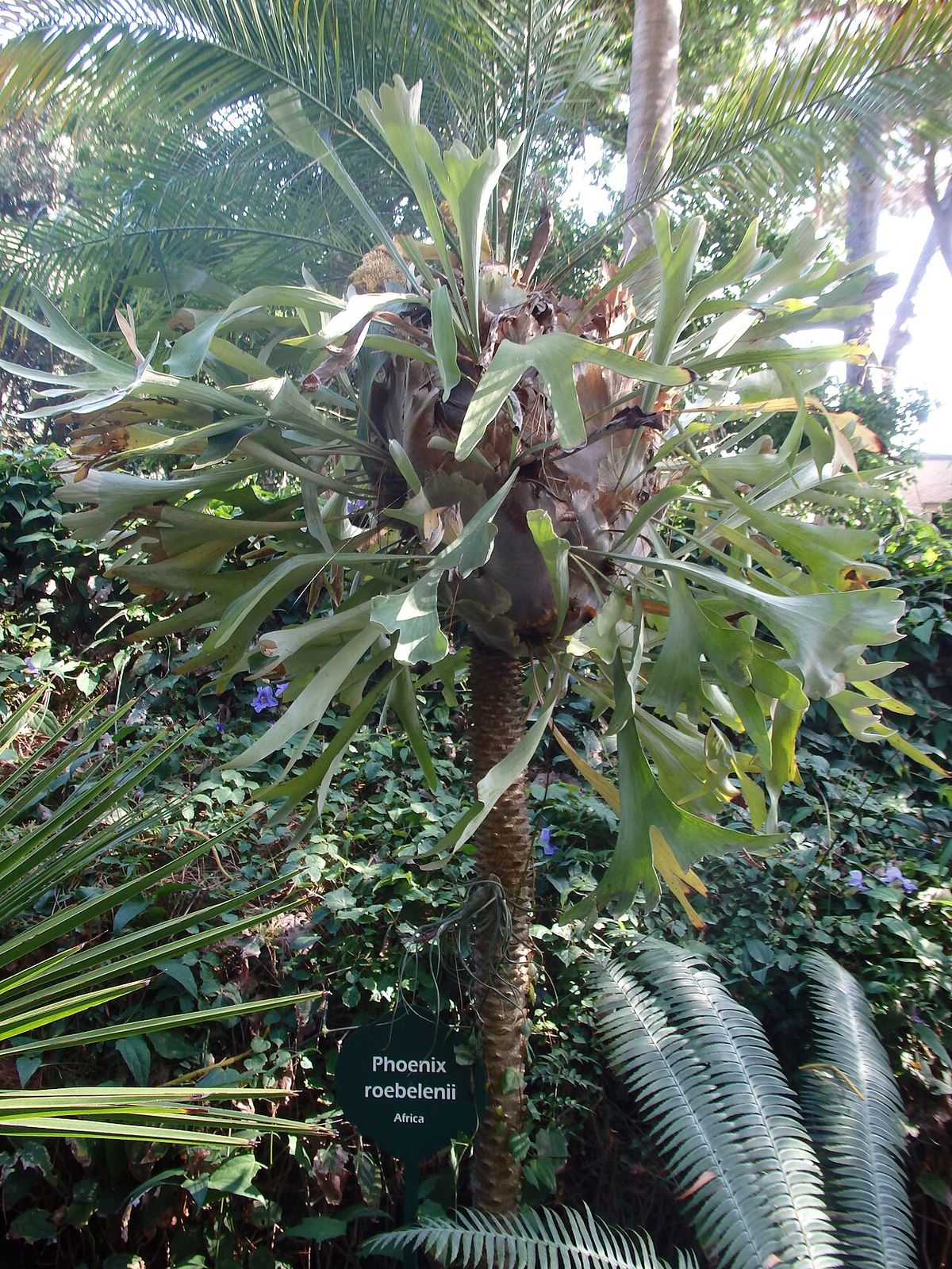 Palma robelina con helechos cuerno de alce en el estípite y una etiqueta al pie.