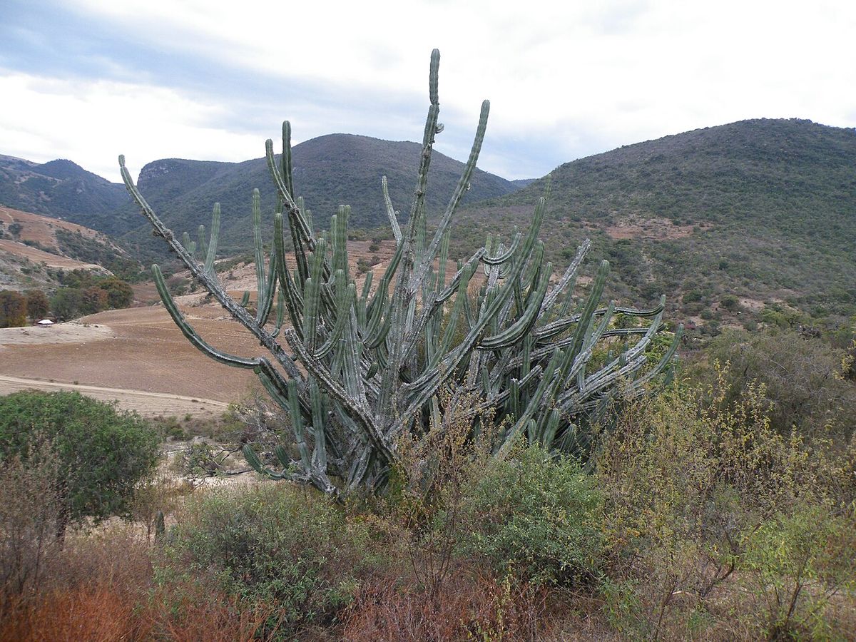 Viejita de brazos verticales creciendo en una ladera, con los cerros al fondo.
