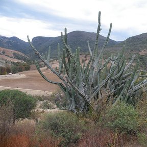 Viejita de brazos verticales creciendo en una ladera, con los cerros al fondo.