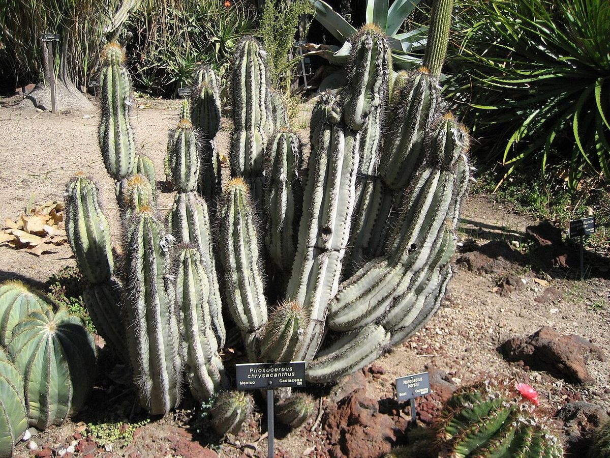 Mata de viejita con muchos brazos en un jardín botánico, entre otras cactáceas.