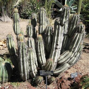 Mata de viejita con muchos brazos en un jardín botánico, entre otras cactáceas.