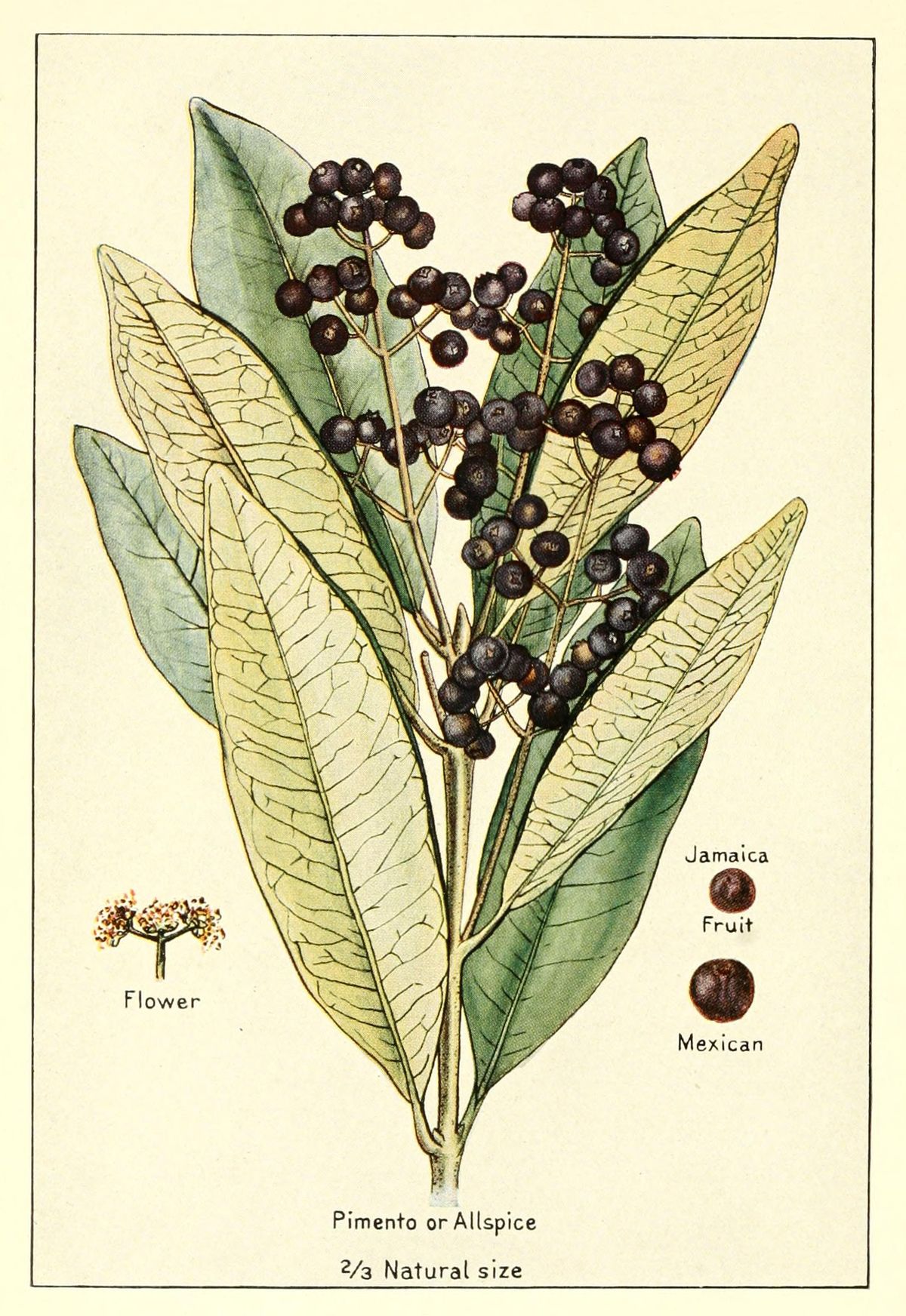 Lámina antigua de la pimienta con la rama cargada de frutos negros y la flor.