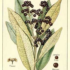 Lámina antigua de la pimienta con la rama cargada de frutos negros y la flor.