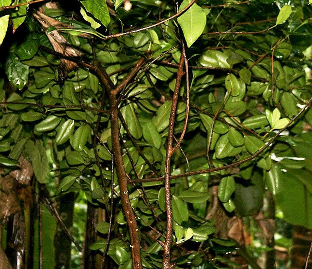 Pimientas de tronco claro y copa densa creciendo juntas en una plantación.