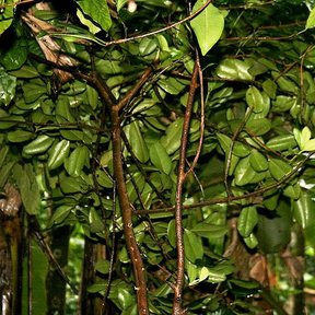 Pimientas de tronco claro y copa densa creciendo juntas en una plantación.