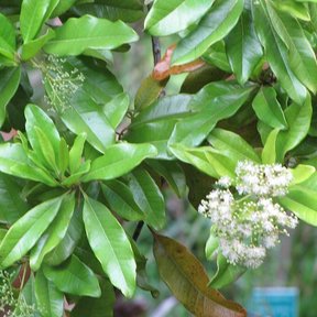 Ramilletes de flores blancas de pimienta entre las hojas verdes y lustrosas.